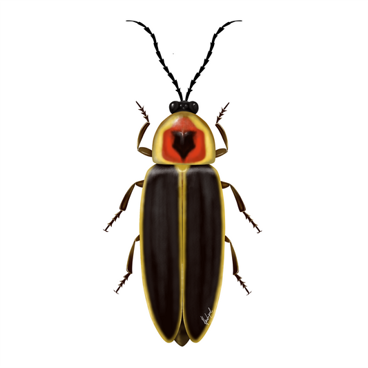 Photinus pyralis Firefly